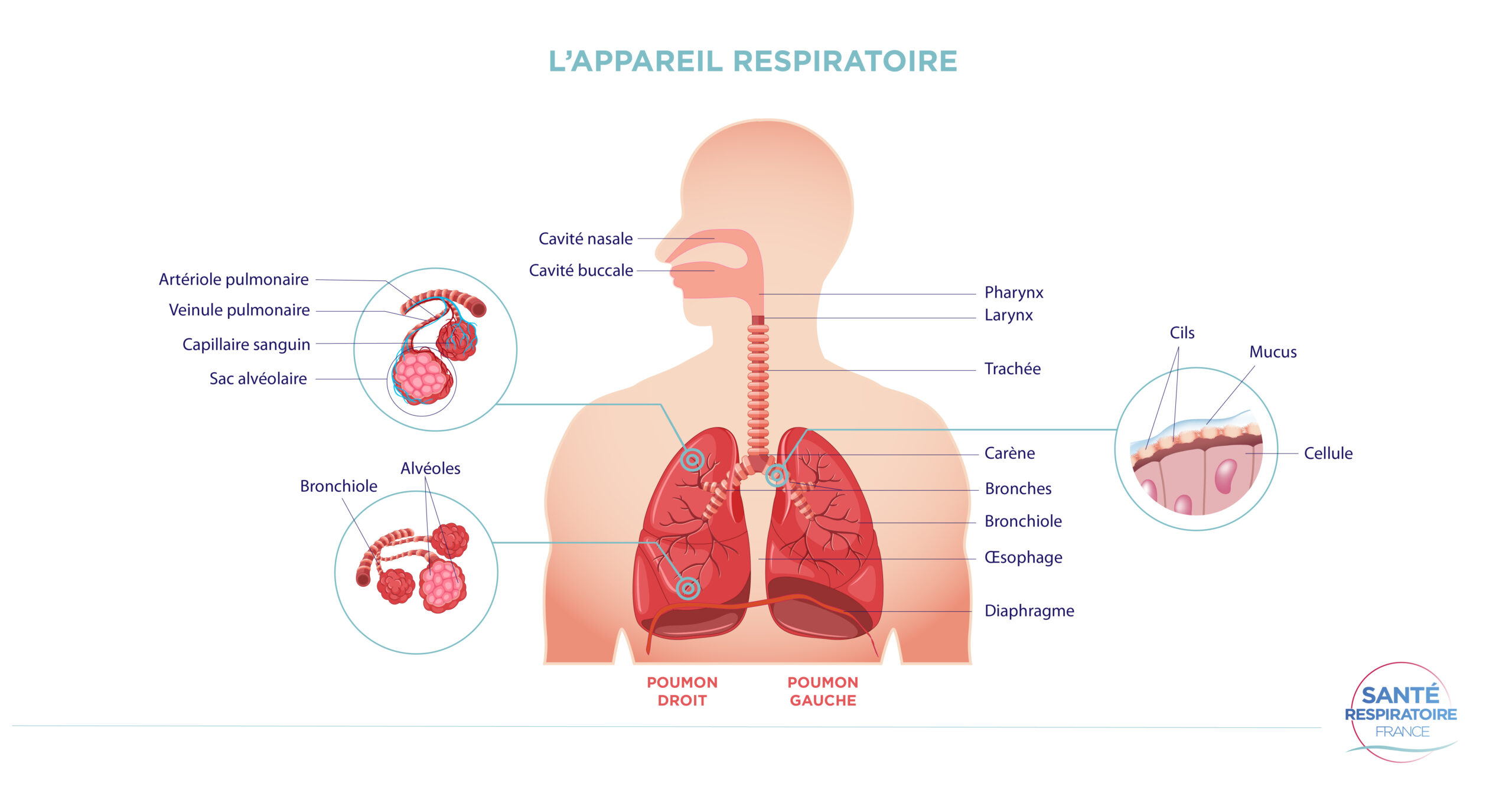 Comprendre l'appareil respiratoire