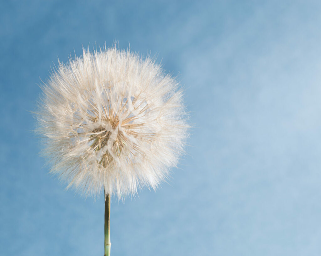 Allergies